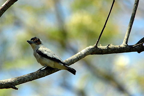 Brazillian_bird-Guess_who_I_am  Bird,Black-tailed tityra,Tityra cayana