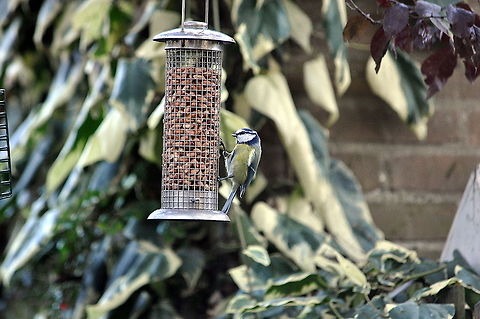 Blue_Tit_-_Give_me_Give_me_Give_me!!!  Blue Tit,Cyanistes caeruleus,Fall,Geotagged,Netherlands