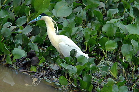 Capped Heron (Pilherodius pileatus)  Capped Heron,Pilherodius pileatus