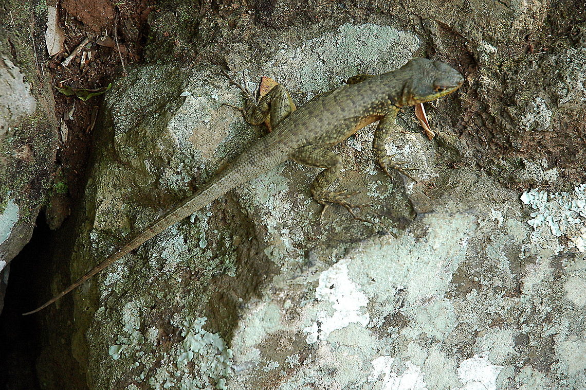 Brazillian_Lizard-Ants_ants,_lovely_lovely_ants!  Argentina,Geotagged,Lizard,Winter