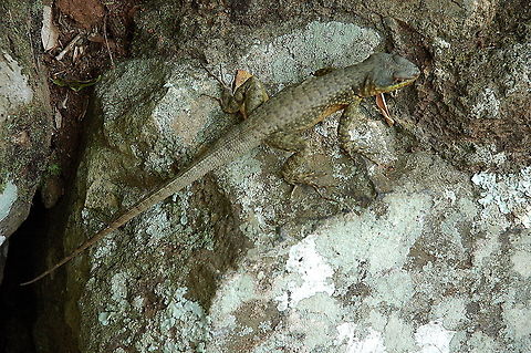 Brazillian_Lizard-Ants_ants,_lovely_lovely_ants!  Argentina,Geotagged,Lizard,Winter