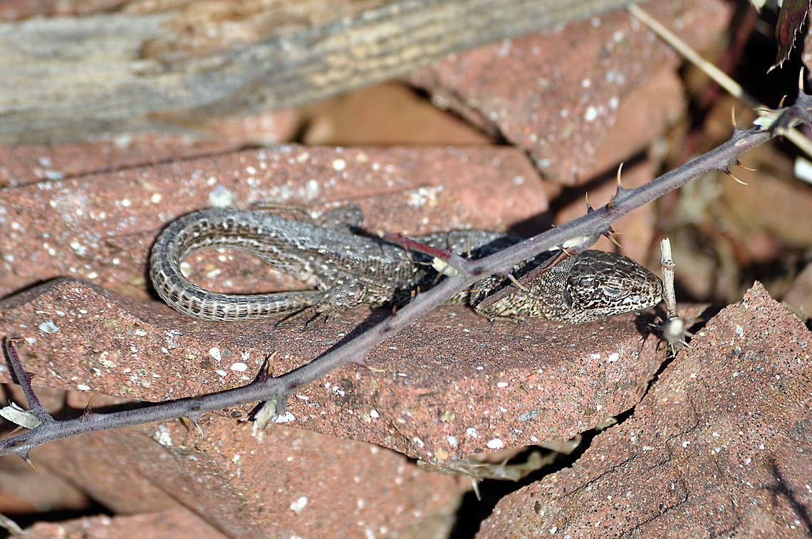 Common_Lizard-Yes,_finally_England_has_some_sun  Geotagged,Spring,United Kingdom,Zootoca vivipara