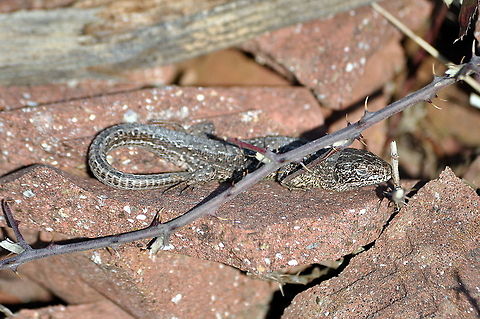 Common_Lizard-Yes,_finally_England_has_some_sun  Geotagged,Spring,United Kingdom,Zootoca vivipara