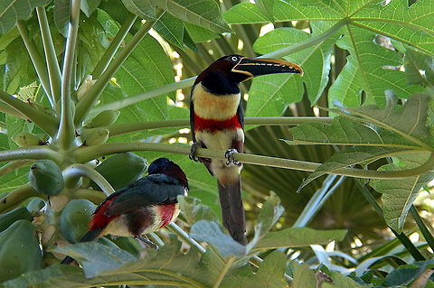 Chestnut eared Aracari - Stop watching the tourists and eat your fruit  Chestnut-eared Aracari,Pteroglossus castanotis