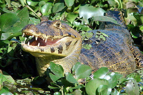 Cayman-Come_clean_my_teeth,_you_are_perfectly_safe,_honest!!_2192_1  Caiman crocodilus,Spectacled Cayman,Spectacled caiman