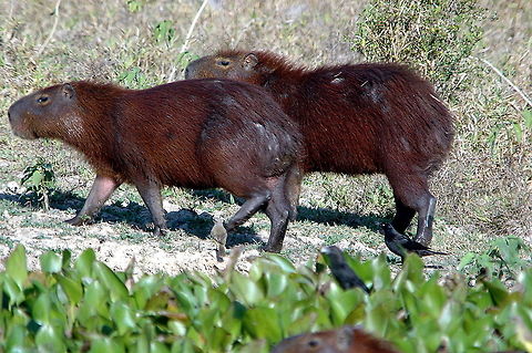Capybara (Hydrochoerus hydrochaeris)  Capybara,Hydrochoerus hydrochaeris
