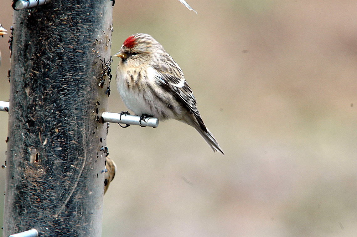 Common_Redpoll-All_mine!  Acanthis flammea,Carduelis flammea,Common Redpoll,Common redpoll,Geotagged,United Kingdom,Winter