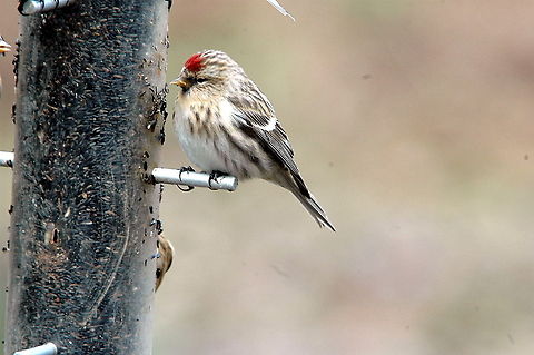 Common_Redpoll-All_mine!  Acanthis flammea,Carduelis flammea,Common Redpoll,Common redpoll,Geotagged,United Kingdom,Winter