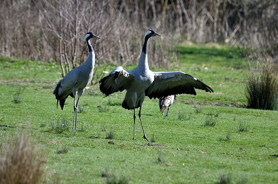 Crane_-_Look_at_me_I_am_not_common!_v1  Common Crane,Geotagged,Grus grus,United Kingdom,Winter