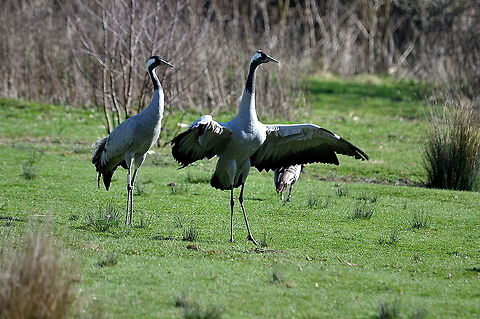 Crane_-_Look_at_me_I_am_not_common!_v1  Common Crane,Geotagged,Grus grus,United Kingdom,Winter
