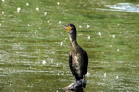 Cormorant - Singing in the Rain  Great Cormorant,Lepelaarsplassen,Netherlands,Phalacrocorax carbo