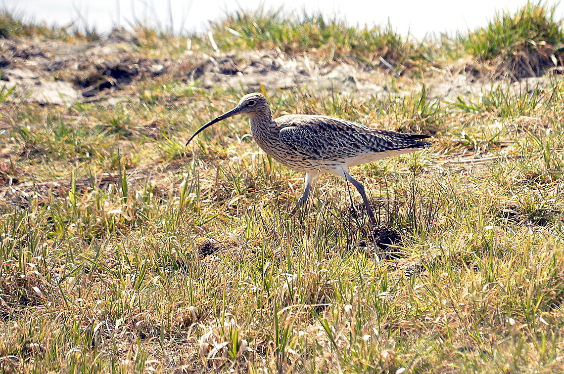 Curlew  Eurasian Curlew,Geotagged,Netherlands,Numenius arquata,Spring