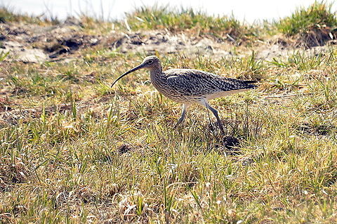 Curlew  Eurasian Curlew,Geotagged,Netherlands,Numenius arquata,Spring