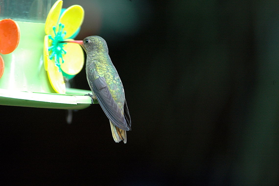 Glittering_Bellied_Emerald  Argentina,Bird,Chlorostilbon lucidus,Geotagged,Glittering-bellied Emerald,Winter