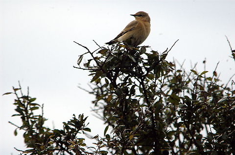 Female_Pied_Flycatcher  European Pied Flycatcher,Fall,Ficedula hypoleuca,Geotagged,United Kingdom