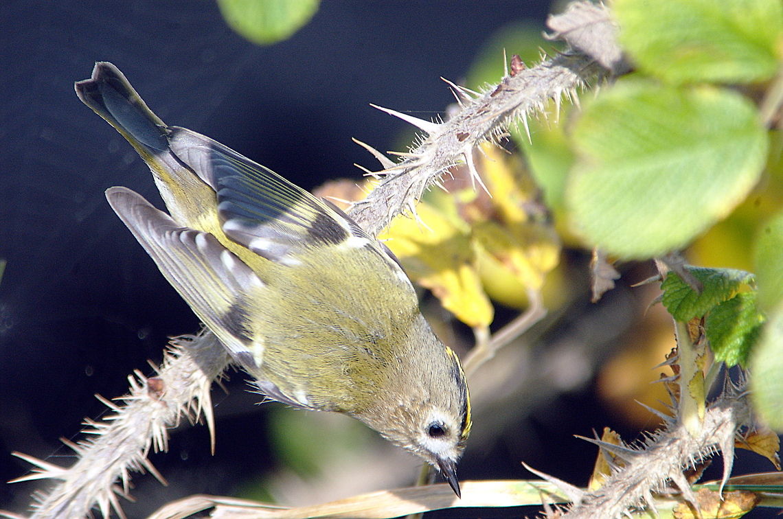 Goldcrest - There is something here!  Fall,Geotagged,Goldcrest,Netherlands,Regulus regulus