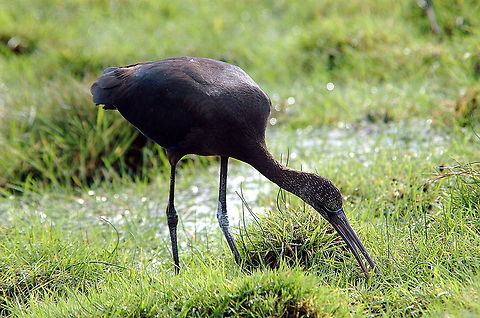 Glossy_Ibis-One_tasty_morsel  Fall,Geotagged,Glossy Ibis,Plegadis falcinellus,United Kingdom