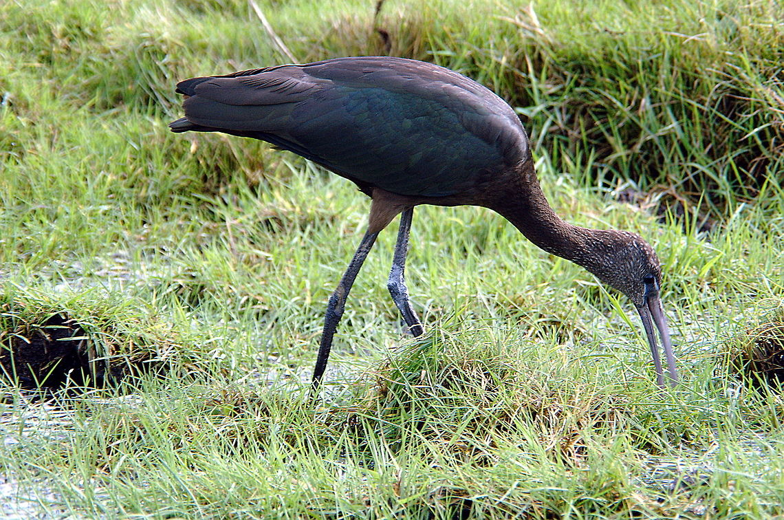 Glossy Ibis - Another tasty morsel  Fall,Geotagged,Glossy Ibis,Plegadis falcinellus,United Kingdom