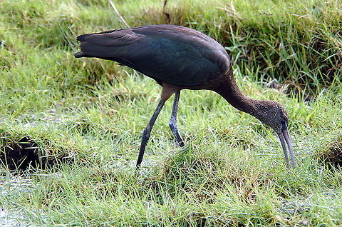Glossy Ibis - Another tasty morsel  Fall,Geotagged,Glossy Ibis,Plegadis falcinellus,United Kingdom
