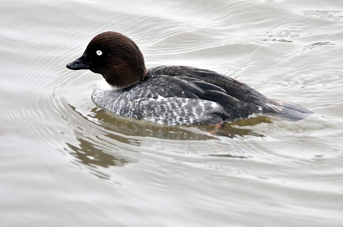 Goldeneye - Nice lazy afternoon  Bucephala clangula,Common Goldeneye,Geotagged,United Kingdom,Winter