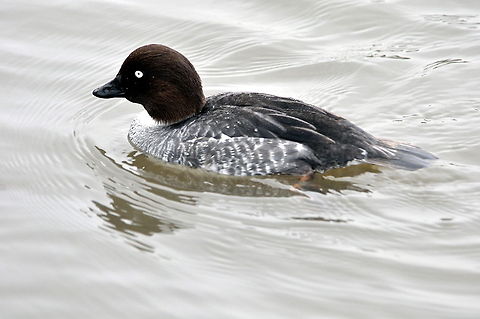 Goldeneye - Nice lazy afternoon  Bucephala clangula,Common Goldeneye,Geotagged,United Kingdom,Winter