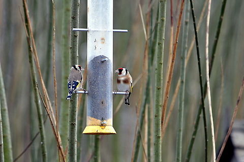 Gold Finches - Stop eating my food  Carduelis carduelis,European Goldfinch,Geotagged,United Kingdom,Winter