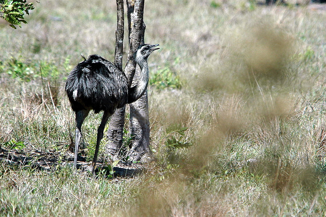Greater Rhea (Rhea americana)  Greater Rhea,Rhea americana