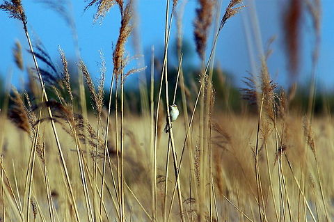 Grasshopper_warbler_enjoying_the_sun  Acrocephalus schoenobaenus,Common Grasshopper Warbler,Geotagged,Locustella naevia,Netherlands,Sedge Warbler,Spring