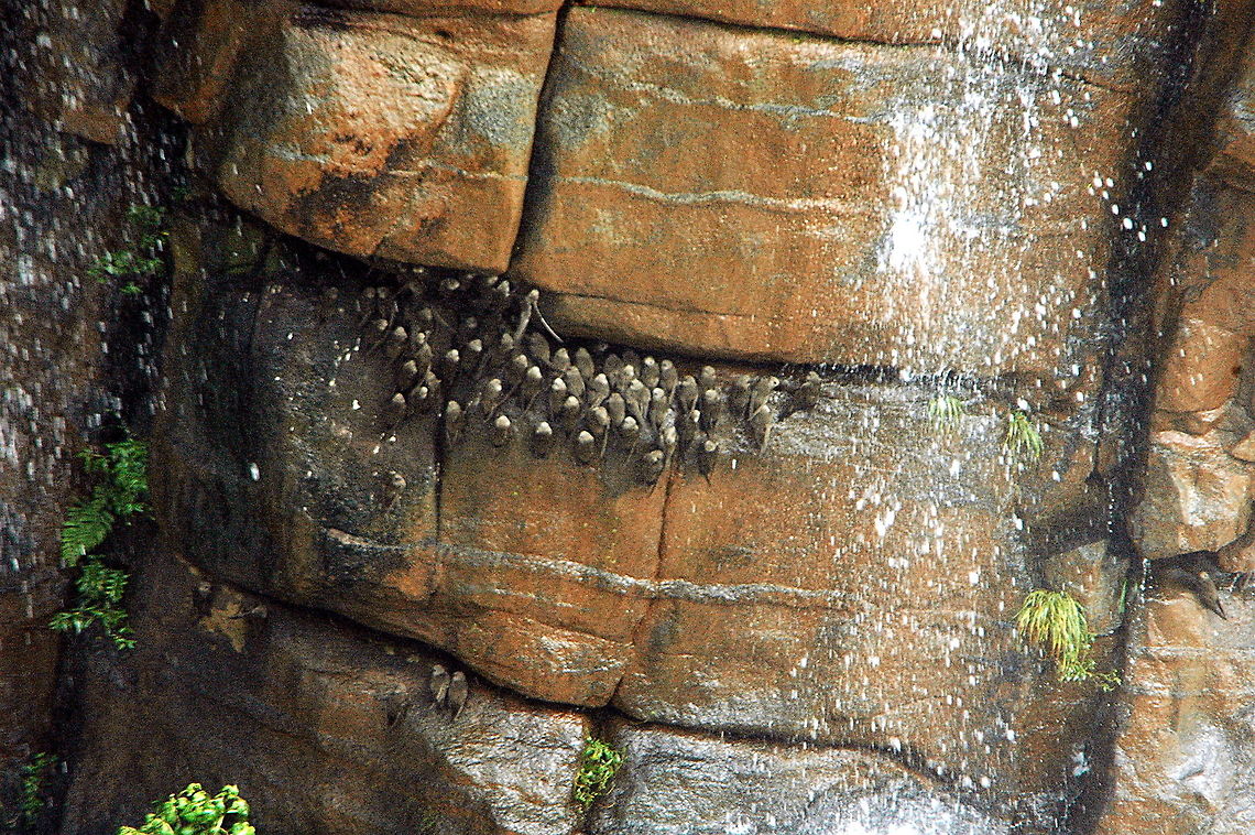 Great Dusky Swift No this is not all of us, there are only another 2 or 3 thousand here! Bird,Brazil,Cypseloides senex,Geotagged,Great Dusky Swift,Winter
