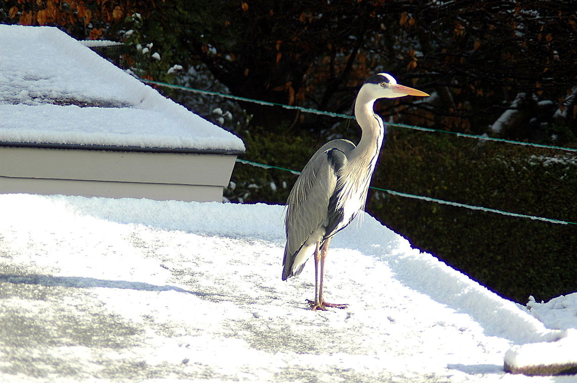 Grey_Heron_-_okay_wheres_my_dinner_v1  Ardea cinerea,Geotagged,Grey Heron,Netherlands,Spring