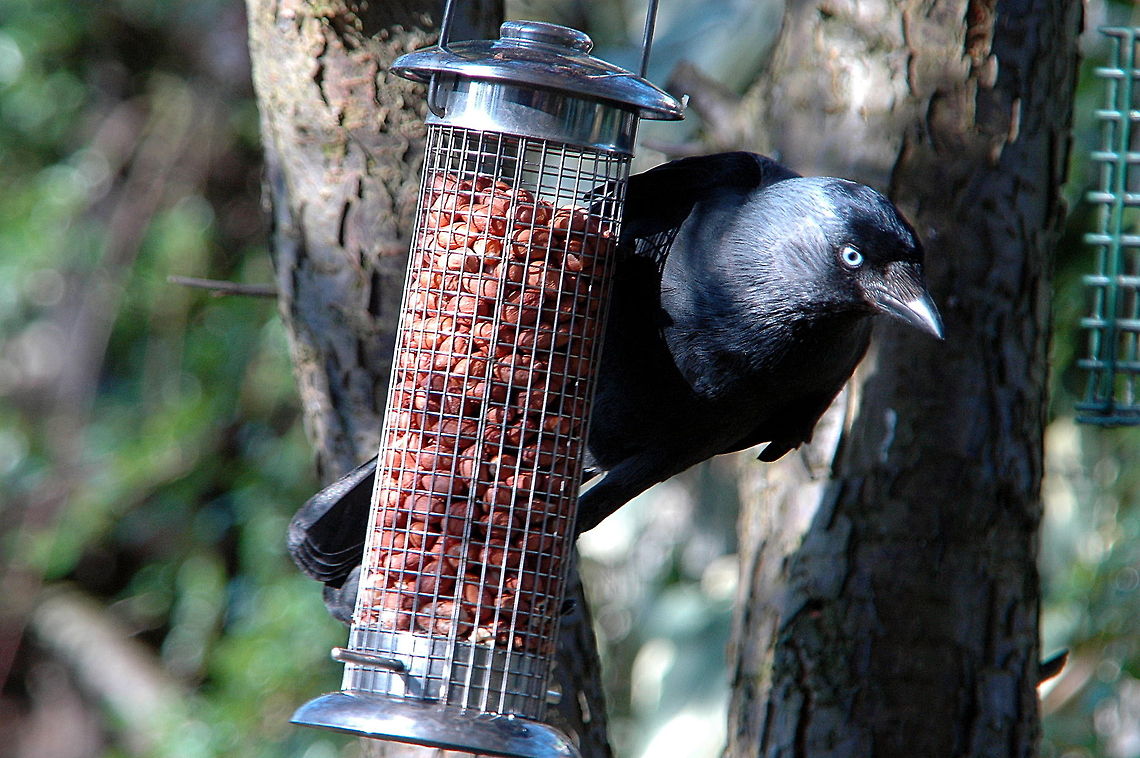Jackdaw_-_Come_and_get_it!_If_you_dare!  Coloeus monedula,Geotagged,Netherlands,Spring,Western Jackdaw