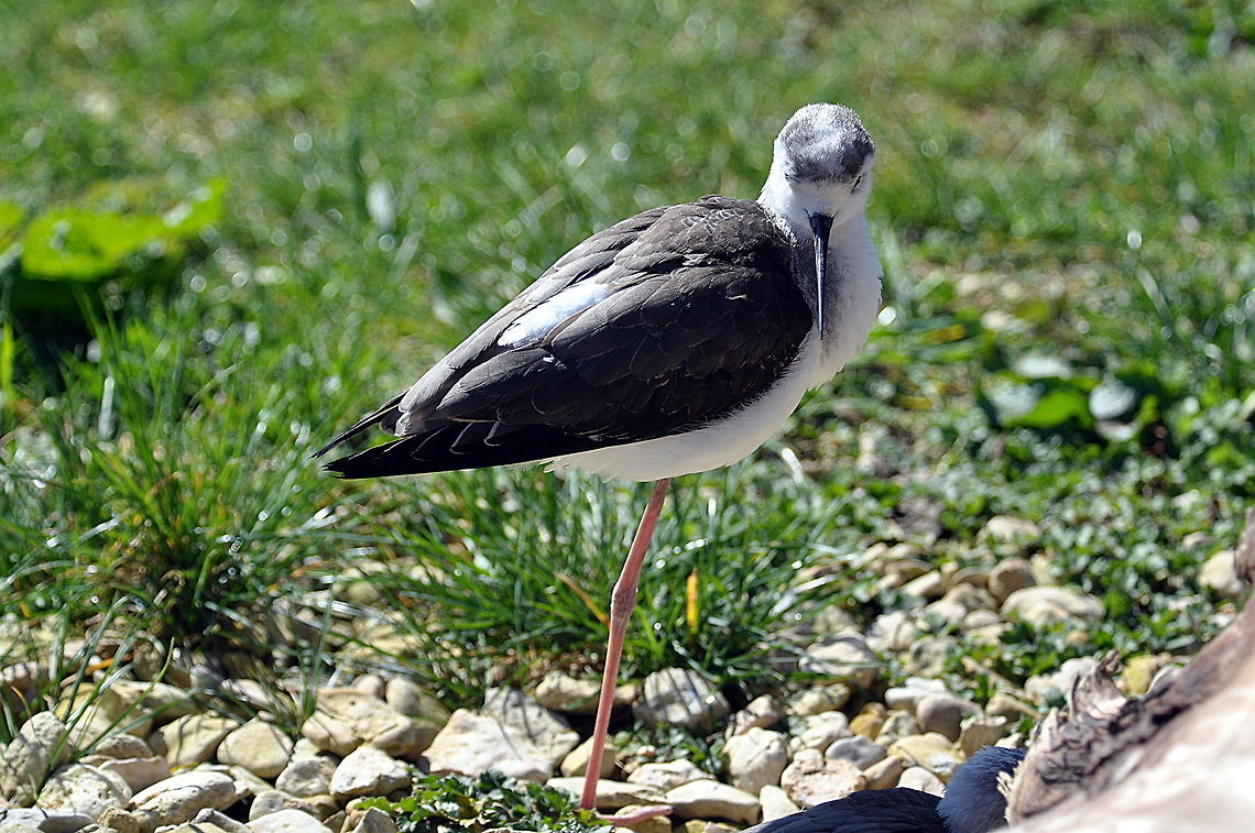 Juvenile_Black_Winged_Stilt_-_Aah_arent_I_cute  Black-winged Stilt,Geotagged,Himantopus himantopus,United Kingdom,Winter