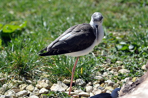 Juvenile_Black_Winged_Stilt_-_Aah_arent_I_cute  Black-winged Stilt,Geotagged,Himantopus himantopus,United Kingdom,Winter