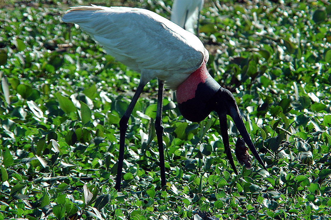 Jabiru (Jabiru mycteria)  Jabiru,Jabiru mycteria