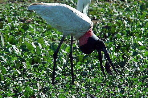 Jabiru (Jabiru mycteria)  Jabiru,Jabiru mycteria