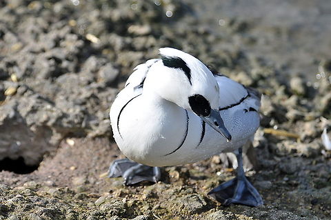 Male Smew - Okay so what we have here!  Geotagged,Mergellus albellus,Smew,United Kingdom,Winter