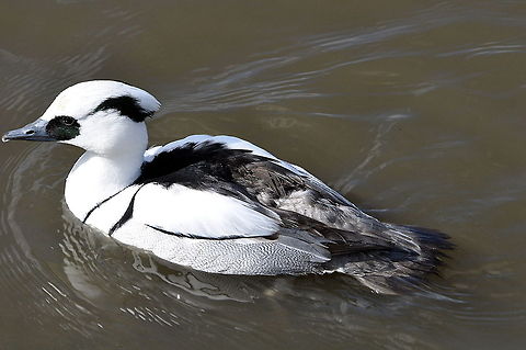 Male Smew - Why are all these people looking at me  Geotagged,Mergellus albellus,Smew,United Kingdom,Winter