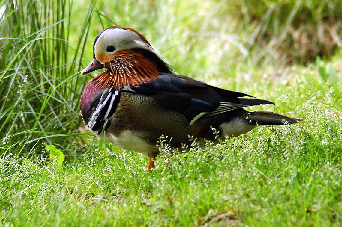 Mandarin_-_Home_sweet_home  Aix galericulata,Geotagged,Mandarin Duck,Spring,United Kingdom