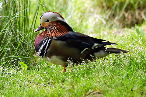 Mandarin_-_Home_sweet_home  Aix galericulata,Geotagged,Mandarin Duck,Spring,United Kingdom