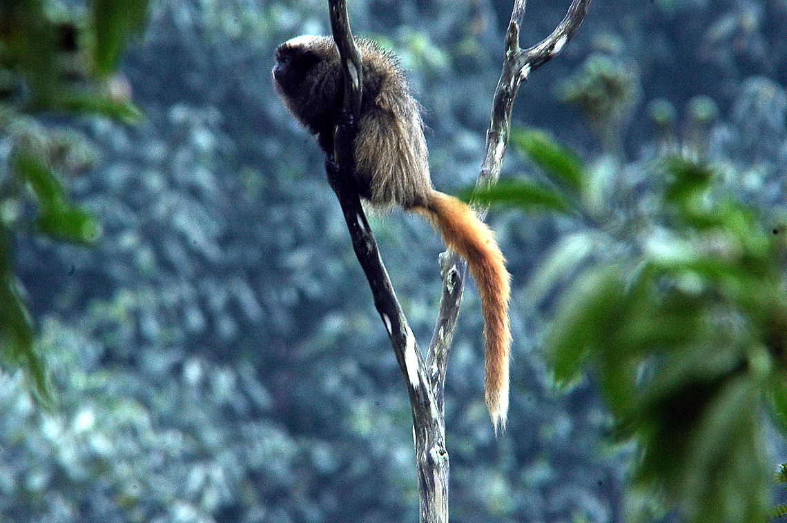 Masked_Titi_Monkey-On_lookout_duty  Atlantic titi,Callicebus personatus,Masked Titi Monkey