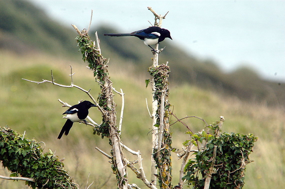 Magpies-What_can_we_see_here  European Magpie,Fall,Geotagged,Pica pica,United Kingdom