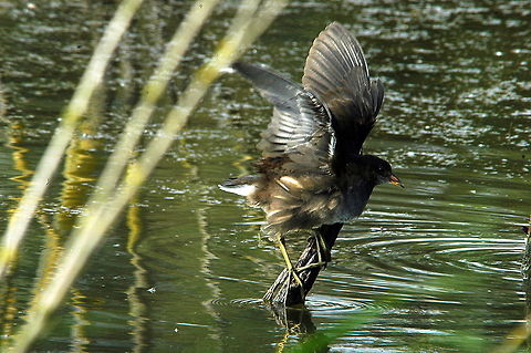 Moorhen-Sun!!!!  Common Moorhen,Gallinula chloropus,Geotagged,Netherlands,Summer