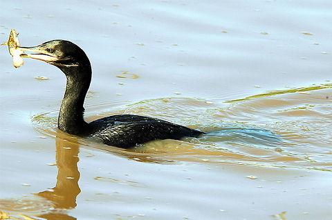 Olivaceous Cormorant - There's the fish, just need the chips!  Neotropic Cormorant,Olivaceous Cormorant,Phalacrocorax brasilianus