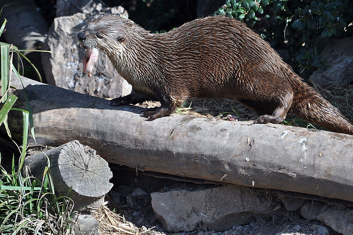North American River Otter - Yum yum  Geotagged,Lontra canadensis,North American river otter,United Kingdom,Winter