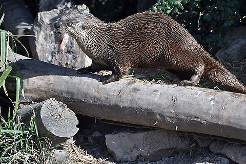 North American River Otter - Yum yum  Geotagged,Lontra canadensis,North American river otter,United Kingdom,Winter
