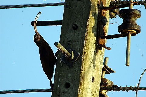 Red Billed Scythebill - Got you!  Campylorhamphus trochilirostris,Red-billed Scythebill
