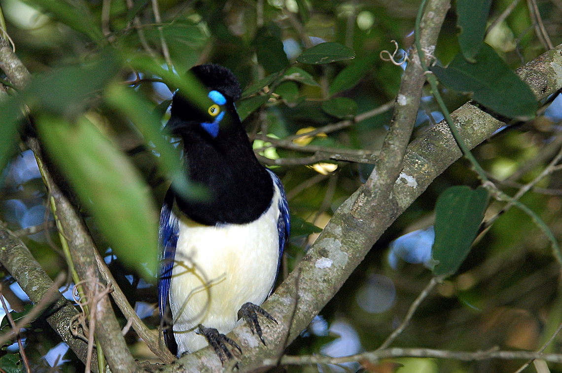 Plush_Crested_Jay-Are_you_sure_you_can_see_me  Brazil,Cyanocorax chrysops,Geotagged,Plush Crested Jay,Plush-crested Jay,Winter