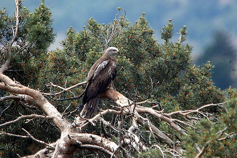 Red Kite - Theres food in that wolves cage mmm  France,Geotagged,Milvus milvus,Red Kite,Spring