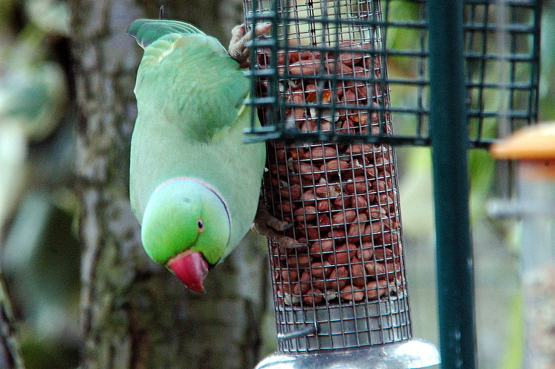 Rose_Ringed_Parakeet-Dutch_version-I_am_watching_you!  Geotagged,Netherlands,Psittacula krameri,Rose-ringed Parakeet,Spring