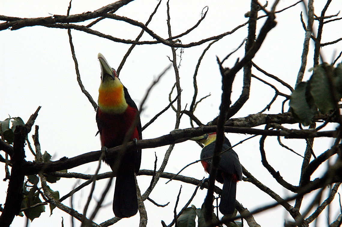 Red_Breasted_Toucan-I_am_more_beautiful_than_Toco!!  Brazil,Geotagged,Green-billed Toucan,Ramphastos dicolorus,Red Breasted Toucan,Winter